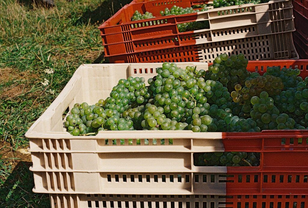 caisse_raisins caisse contenant des raisins blancs lors de vendanges