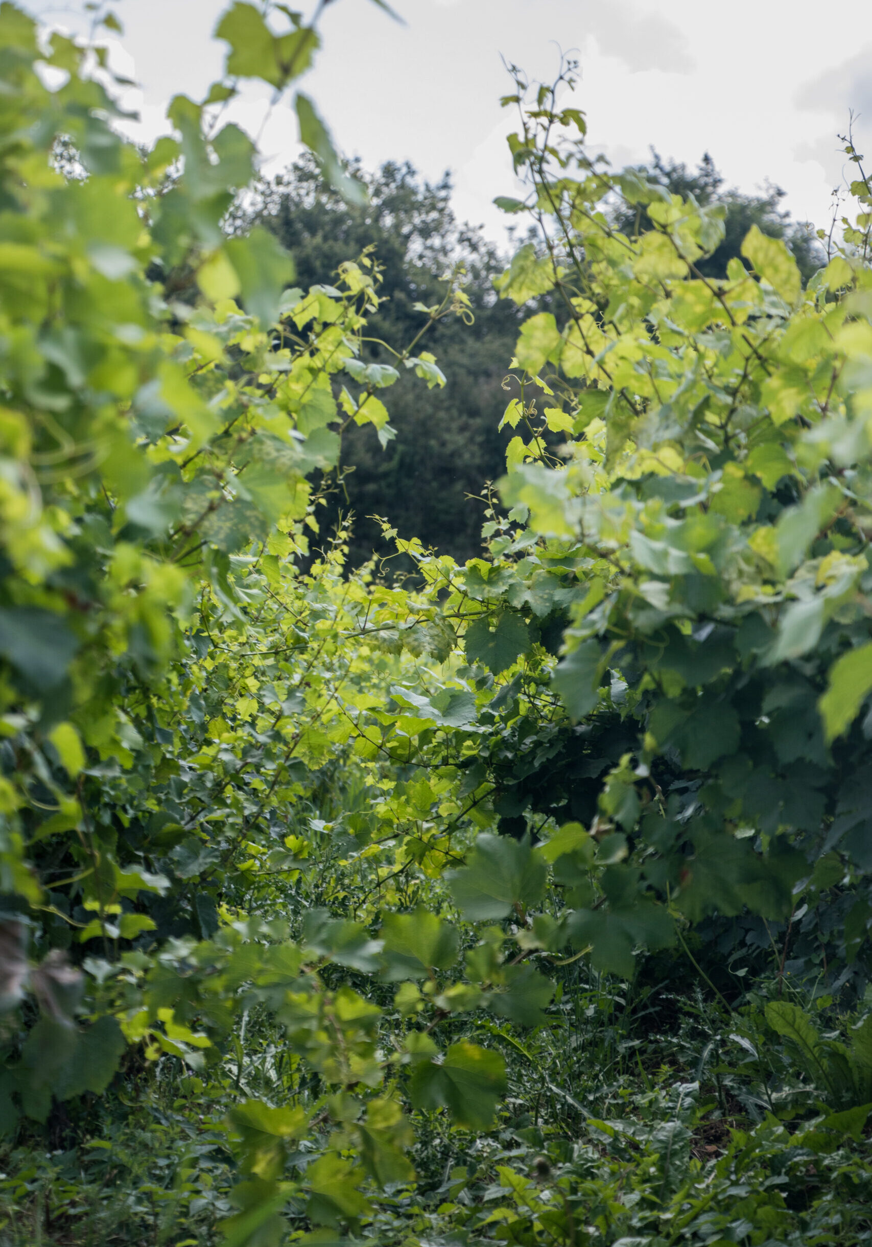 jeanmax_0824_02 jeanmax_0824_02